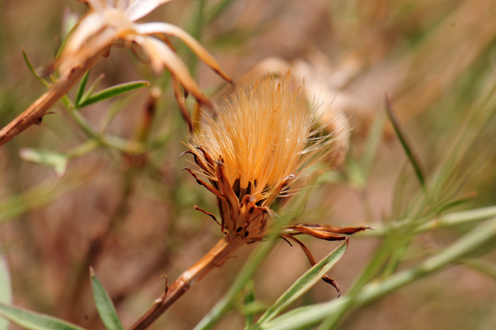 San Felipe Dogwood fruits are small achenes with pappus scales composed of basally fused bristles. This species blooms from March to June and again from October to December with ample summer rainfall. Adenophyllum porophylloides